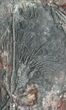 Moroccan Crinoid (Scyphocrinites) Plate #44662-1